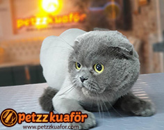 Makine kedi traşı makine ile kedi traşı